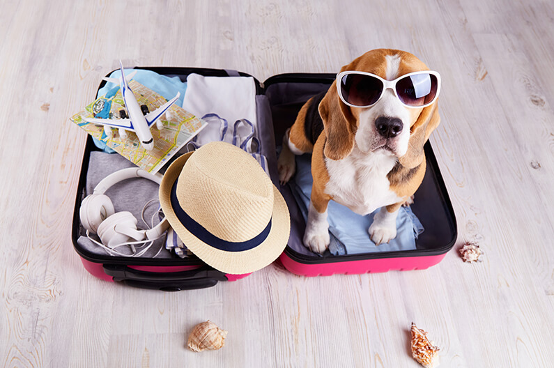 Viajar con Mascotas Consejos para unas Vacaciones Perfectas